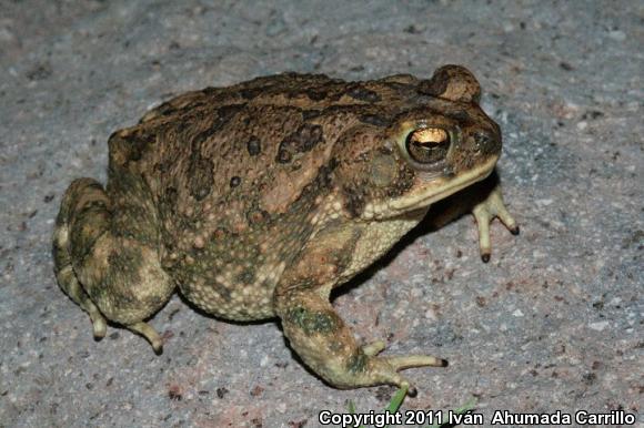 Confusing Toad (Ollotis perplexa)