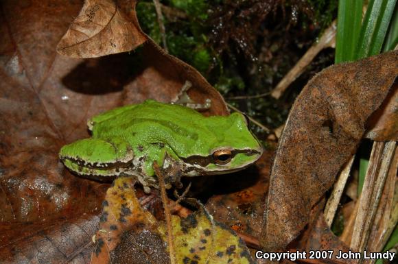 Western Oregon Treefrog (Pseudacris regilla pacifica)