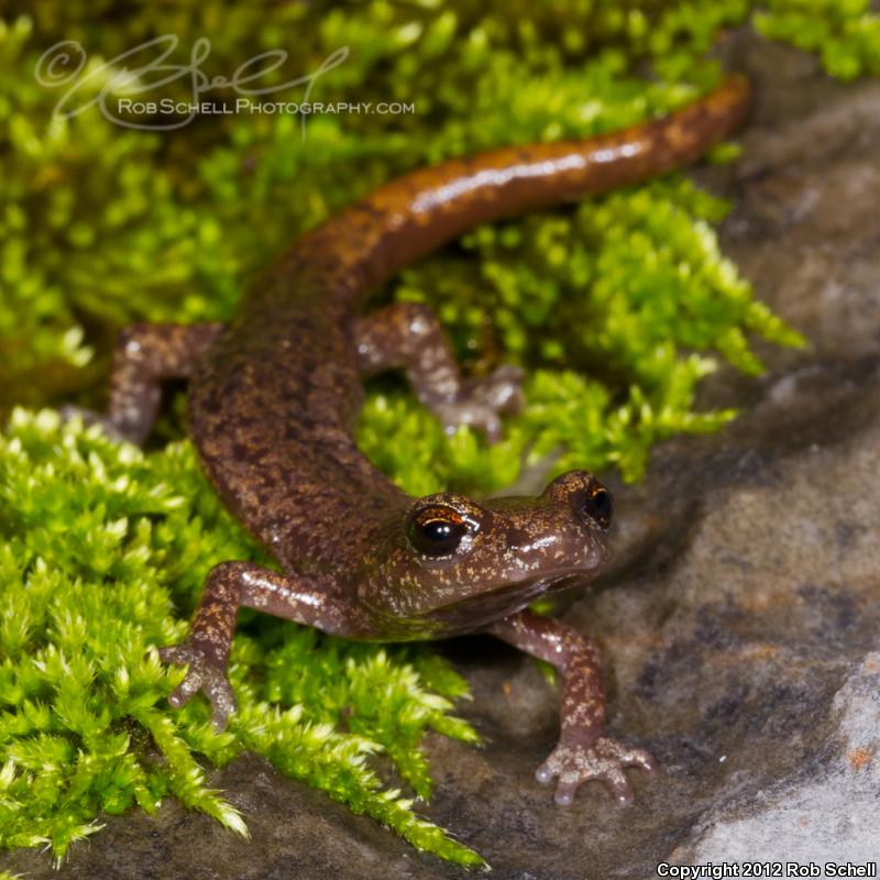 Shasta Salamander (Hydromantes shastae)