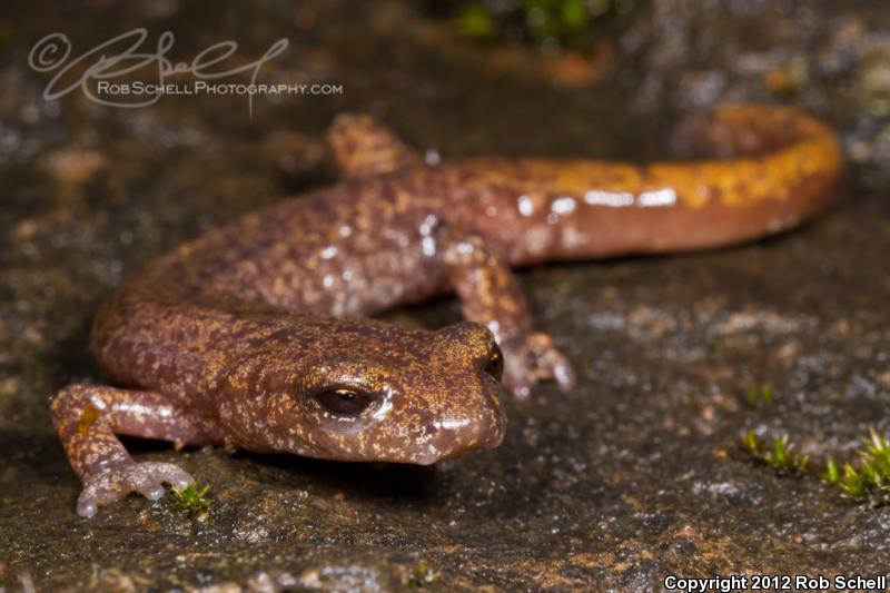 Shasta Salamander (Hydromantes shastae)