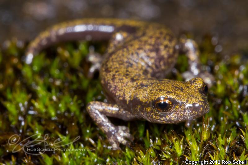 Shasta Salamander (Hydromantes shastae)