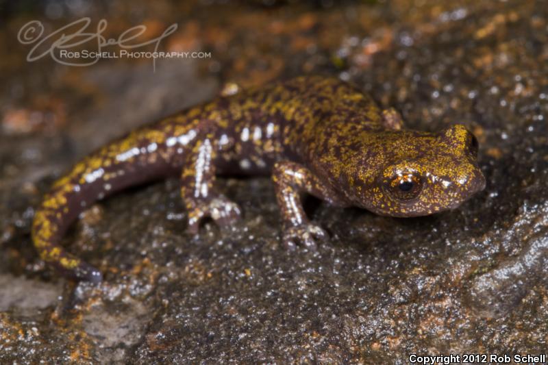 Shasta Salamander (Hydromantes shastae)